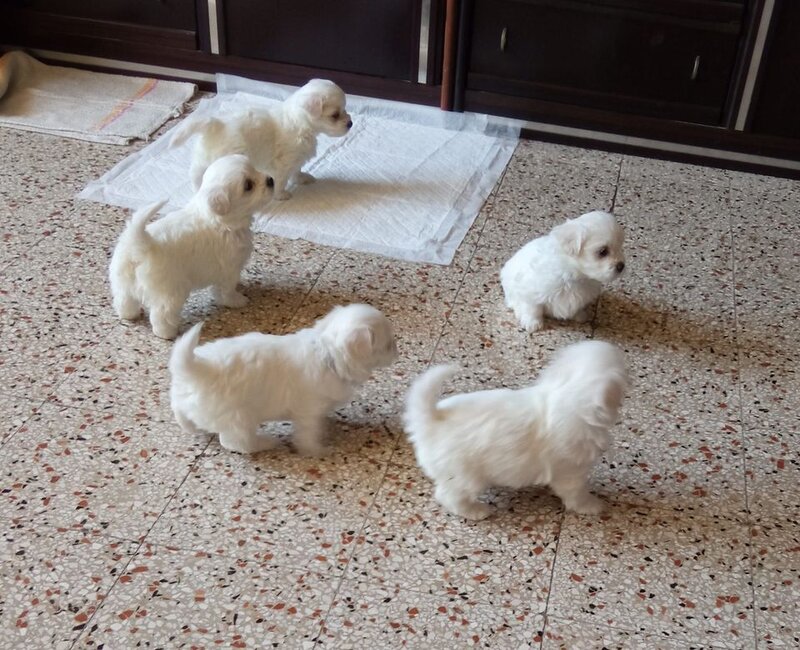Catei Maltezi albi.