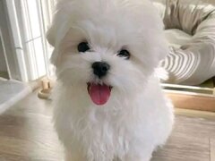 Catei Maltezi albi